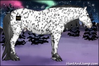 Horse Color:Black Appaloosa