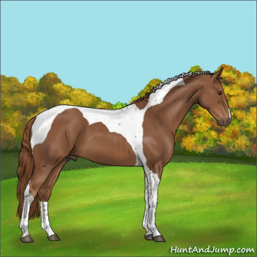 Horse Color:Chestnut Tobiano