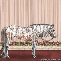 Horse Color:Bay Appaloosa and Bay Dun Appaloosa