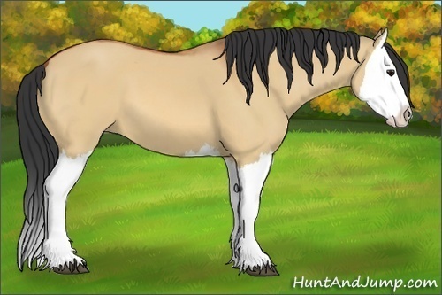 Horse Color:Bay Dun Splash 
