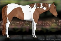 Horse Color:Chestnut Tobiano