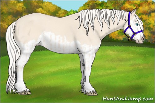 Horse Color:Cremello Splash  and Cremello Splash 