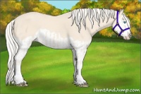 Horse Color:Cremello Splash  and Cremello Splash 