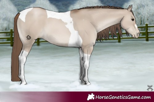 Horse Color:Grullo Pearl Tobiano