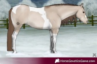 Horse Color:Grullo Pearl Tobiano
