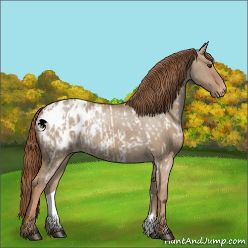 Horse Color:Red Dun Appaloosa  and Red Dun Appaloosa 