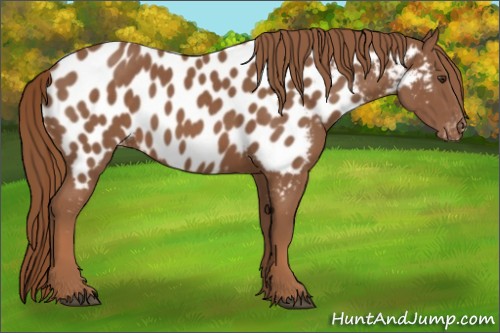 Horse Color:Chestnut Appaloosa 