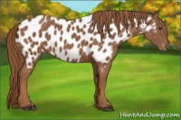 Horse Color:Chestnut Appaloosa