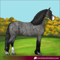 Horse Color:Midnight Grullo Roan Sabino 