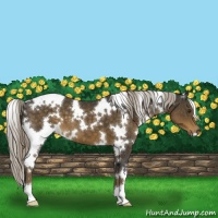 Horse Color:White Spotted Chocolate Palomino 