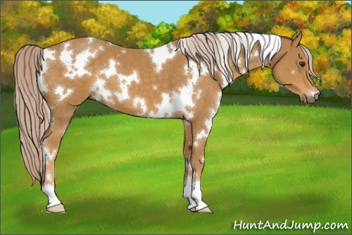 Horse Color:White Spotted Palomino 