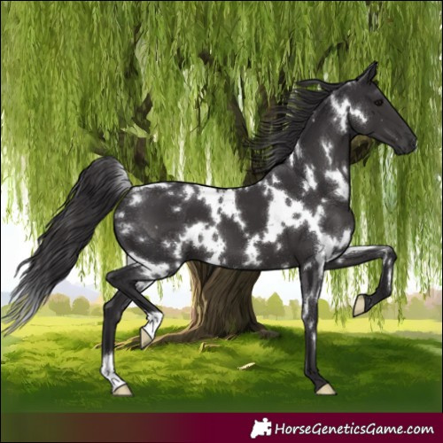 Horse Color:White Spotted Smoky Black 