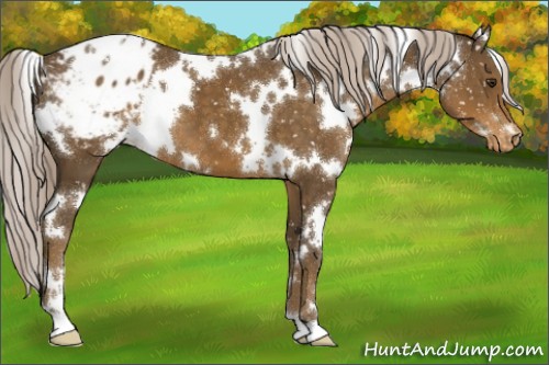 Horse Color:White Spotted Chocolate Palomino Blanket