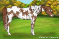 Horse Color:White Spotted Chestnut 