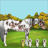 Horse Color:White Spotted Liver Chestnut Appaloosa 
