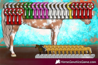 Horse Color:White Spotted Gold Champagne 