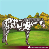 Horse Color:Liver Chestnut Appaloosa 
