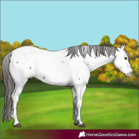 Horse Color:Liver Chestnut Appaloosa 