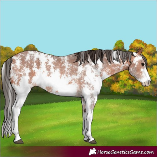 Horse Color:Bay Sabino 