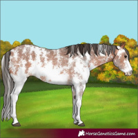 Horse Color:Bay Sabino 