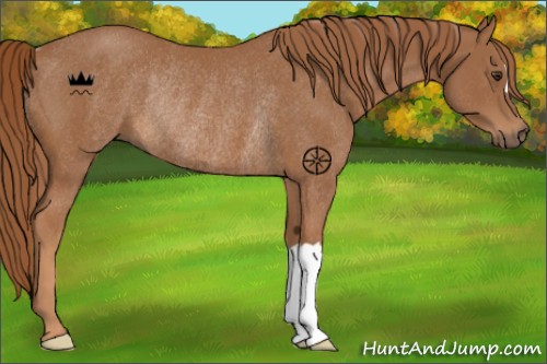 Horse Color:Chestnut Rabicano