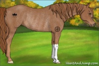 Horse Color:Chestnut Rabicano 