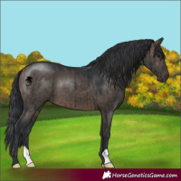 Horse Color:Brown Dun Brindle 