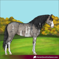Horse Color:Brown Dun Sabino Brindle