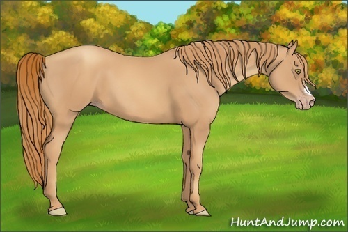 Horse Color:Gold Champagne 