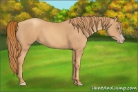 Horse Color:Gold Champagne 