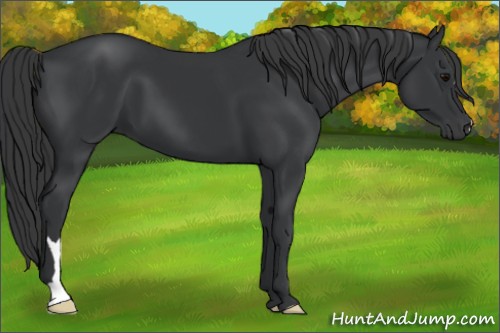 Horse Color:Black 