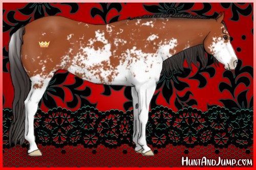 Horse Color:Bay Sabino 