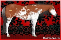 Horse Color:Bay Sabino