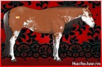 Horse Color:Bay Sabino 