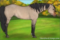 Horse Color:Brown Dun and Brown Dun Rabicano
