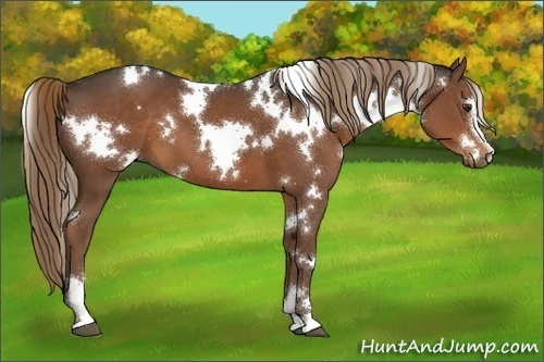 Horse Color:White Spotted Liver Chestnut Sabino