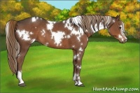 Horse Color:White Spotted Liver Chestnut Sabino