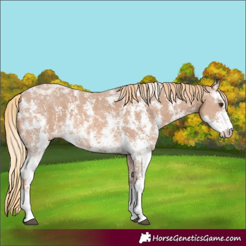Horse Color:Chestnut Ice Sabino 