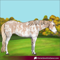 Horse Color:Chestnut Ice Sabino