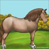 Horse Color:Liver Chestnut Pearl
