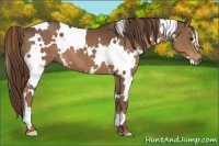 Horse Color:White Spotted Liver Chestnut 
