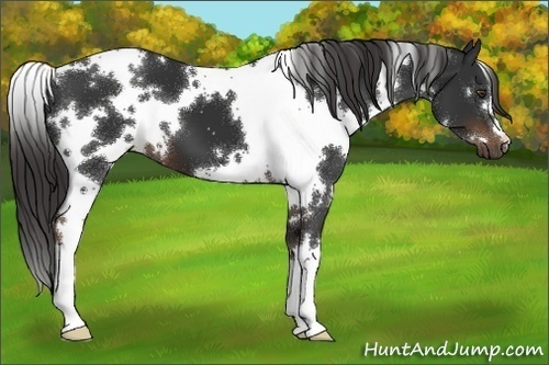 Horse Color:White Spotted Liver Chestnut