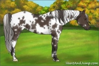 Horse Color:White Spotted Liver Chestnut 