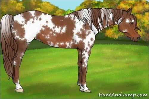 Horse Color:White Spotted Chestnut 