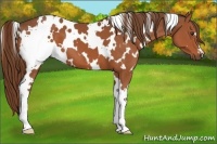Horse Color:White Spotted Chestnut 