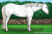 Horse Color:Smoky Blue Onyx Appaloosa Rabicano 