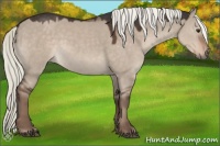 Horse Color:Liver Red Dun Sabino
