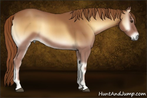 Horse Color:Red Onyx 