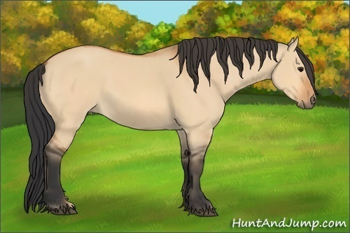 Horse Color:Bay Dun