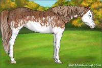 Horse Color:Liver Chestnut Splash and Chestnut Splash